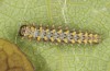Zerynthia cassandra: L3 larva (e.l. Italy, Apulia, NW of Bari, eggs found in early May 2025) [S]