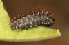 Zerynthia cassandra: L3 larva (e.o. Italy, Sicily, La Madonie, egg found in late April 2023) [S]