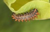 Zerynthia cassandra: L3 larva (e.o. Italy, Sicily, La Madonie, egg found in late April 2023) [S]