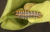 Zerynthia cassandra: L4 larva (e.l. Italy, Apulia, NW of Bari, eggs found in early May 2025) [S]