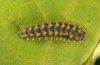 Zerynthia cassandra: L4 larva (Italy, Rieti, late May 2013) [M]