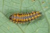 Zerynthia cassandra: L4 larva (Italy, Rieti, late May 2013) [M]