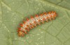Zerynthia cassandra: L5 larva (e.l. Italy, Apulia, NW of Bari, eggs found in early May 2025) [S]