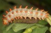 Zerynthia cassandra: L5 larva (e.l. Italy, Apulia, NW of Bari, eggs found in early May 2025) [S]