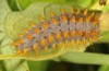 Zerynthia cassandra: L5 larva (Italy, Rieti, late May 2013) [S]