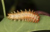 Zerynthia cassandra: L5 larva (e.l. Italy, Apulia, NW of Bari, eggs found in early May 2025) [S]
