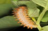 Zerynthia cassandra: L5 larva (Italy, Rieti, late May 2013) [S]