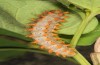 Zerynthia cassandra: L5 larva (Italy, Rieti, late May 2013) [S]