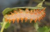 Zerynthia cassandra: L5 larva (Italy, Rieti, early June 2013) [S]