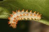 Zerynthia cassandra: L5 larva (e.l. Italy, Apulia, NW of Bari, eggs found in early May 2025) [S]