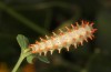 Zerynthia cassandra: L5 larva (e.l. Italy, Apulia, NW of Bari, eggs found in early May 2025) [S]