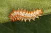 Zerynthia cassandra: L5 larva (e.l. Italy, Apulia, NW of Bari, eggs found in early May 2025) [S]