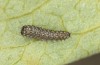 Zerynthia cassandra: L1 larva (e.o. Italy, Sicily, La Madonie, egg found in late April 2023) [S]