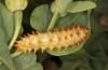 Zerynthia cassandra: L5 larva (e.l. Italy, Apulia, NW of Bari, eggs found in early May 2025) [S]