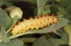 Zerynthia cassandra: L5 larva (e.l. Italy, Apulia, NW of Bari, eggs found in early May 2025) [S]