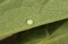 Zerynthia cassandra: Egg (Italy, Apulia, NW of Bari, eggs found in early May 2025) [N]