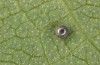 Zerynthia cassandra: Egg ready to hatch (Italy, Apulia, NW of Bari, eggs found in early May 2025) [N]