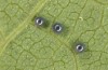 Zerynthia cassandra: Eggs ready to hatch (Italy, Apulia, NW of Bari, eggs found in early May 2025) [N]