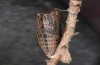 Zerynthia cassandra: Pupa prior to hatching (e.l. Italy, Apulia, NW of Bari, eggs found in early May 2025) [S]