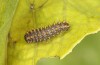 Zerynthia cassandra: L2 larva (e.l. Italy, Apulia, NW of Bari, eggs found in early May 2025) [S]