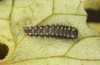 Zerynthia cassandra: L2 larva (e.o. Italy, Sicily, La Madonie, egg found in late April 2023) [S]