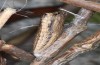 Zerynthia cassandra: Pupa (e.l. Italy, Apulia, NW of Bari, eggs found in early May 2025) [S]