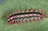 Zerynthia cerisy: Larva (e.l. Samos 2009) [S]