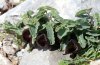 Zerynthia cerisy: Aristolochia cf. incisa - Futterpflanze in höheren Lagen des Karvouni auf Samos [N]