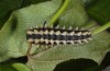 Zerynthia cretica: Raupe (e.l. Kreta 2013) [S]