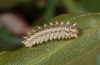 Zerynthia cretica: Half-grown larva (Crete, Dikti, early May 2013) [M]