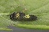 Iphiclides feisthameli: L1-Raupe (e.o. Andalusien, Pueblo de Don Fadrique, Eifunde Anfang April 2024) [S]