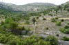 Iphiclides feisthameli: Habitat (Spanien, Castellon, Juli 2013) [N]