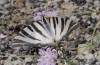 Iphiclides podalirius: Adult ssp. feisthameli (eastern Spain, Tarragona, July 2013) [N]