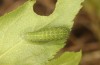 Iphiclides feisthameli: L2-Raupe (e.o. Andalusien, Pueblo de Don Fadrique, Eifunde Anfang April 2024) [S]
