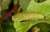 Iphiclides feisthameli: L4-Raupe (e.o. Andalusien, Pueblo de Don Fadrique, Eifunde Anfang April 2024) [S]