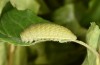 Iphiclides feisthameli: L4-Raupe (e.o. Andalusien, Pueblo de Don Fadrique, Eifunde Anfang April 2024) [S]