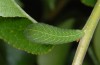 Iphiclides podalirius: Half-grown larva ssp. feisthameli (eastern Spain, Castellòn, July 2013) [N]