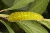 Iphiclides feisthameli: L5-Raupe (e.o. Andalusien, Pueblo de Don Fadrique, Eifunde Anfang April 2024) [S]