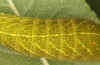 Iphiclides feisthameli: L5-Raupe (e.o. Andalusien, Pueblo de Don Fadrique, Eifunde Anfang April 2024) [S]