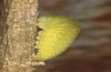 Iphiclides feisthameli: Präpuppe (e.o. Andalusien, Pueblo de Don Fadrique, Eifunde Anfang April 2024) [S]