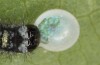 Iphiclides feisthameli: Frisch geschlüpfte L1-Raupe frisst Eischale (e.o. Andalusien, Pueblo de Don Fadrique, Eifunde Anfang April 2024) [S]
