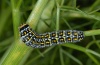 Papilio hospiton: Raupe (Sardinien, Gennargentu, 1000m, 21.05.2012) [N]