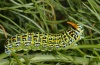 Papilio hospiton: Raupe mit teilausgestülpter Nackengabel (Sardinien, Gennargentu, 1000m, 21.05.2012) [M]