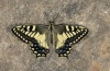 Papilio hospiton: Adult (e.l. Sardinia 2012) [S]