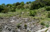 Papilio hospiton: Typical larval habitat: rocky slope with some scrub and Ferula communis (Sardinia, May 2012) [N]