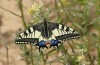 Papilio machaon: Männchen (Spanien, Candasnos, Anfang April 2023) [N]