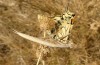 Papilio machaon: A Mantis larva in the final instar feeds on a swallowtail butterfly (Italy, Apulia, Bari, late June 2024) [N]