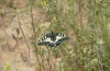Papilio machaon: Männchen (Spanien, Candasnos, Anfang April 2023) [N]