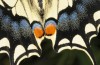 Papilio machaon: Falter (e.o. Kreta 2013) [S]