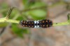 Papilio machaon: Raupe L3 (F-Gorges du Verdon, 25. Juni 2009) [N]
